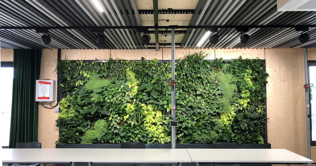 Grünpflanzen in Holzgebäuden