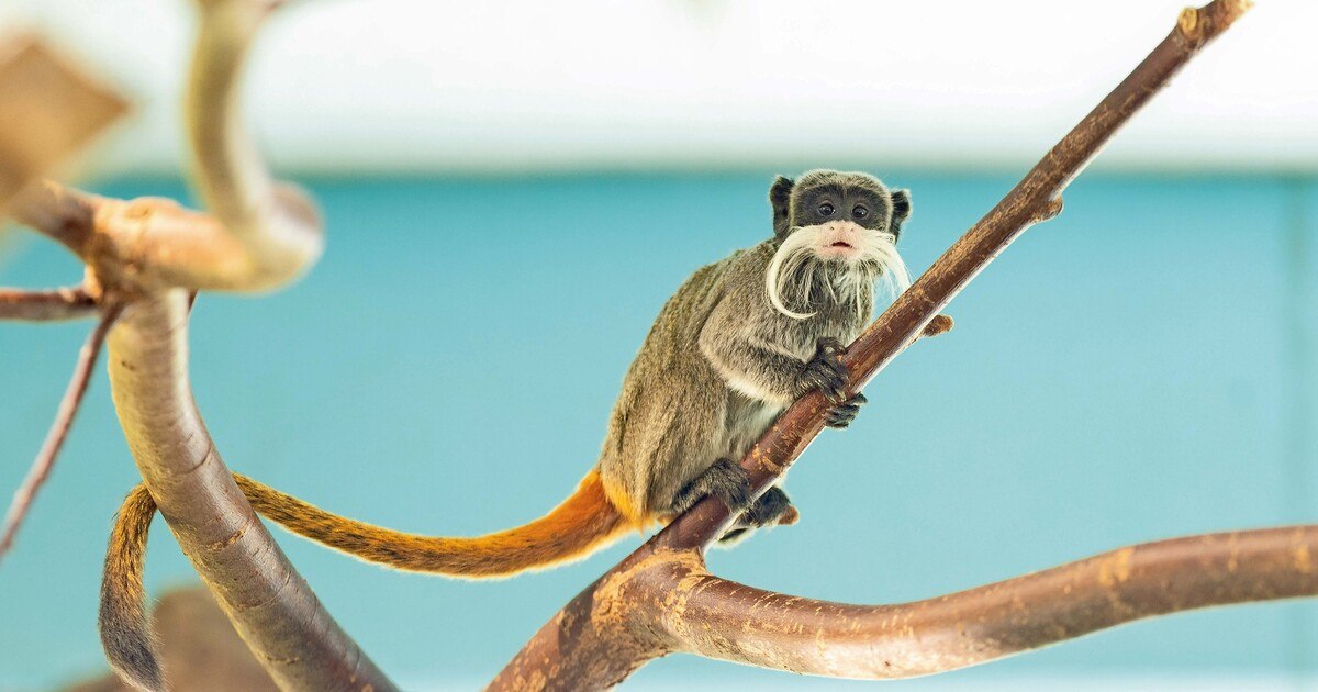 Tropenklima sorgt für ­Dschungelfeeling