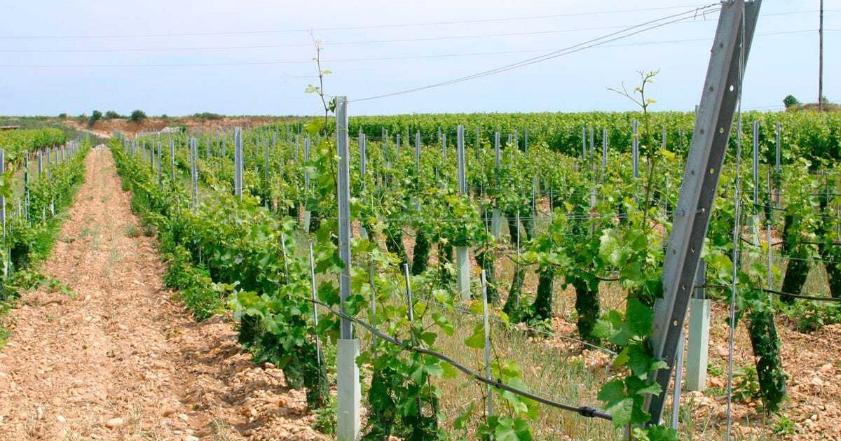 Kremser Pfähle stehen weltweit Spalier