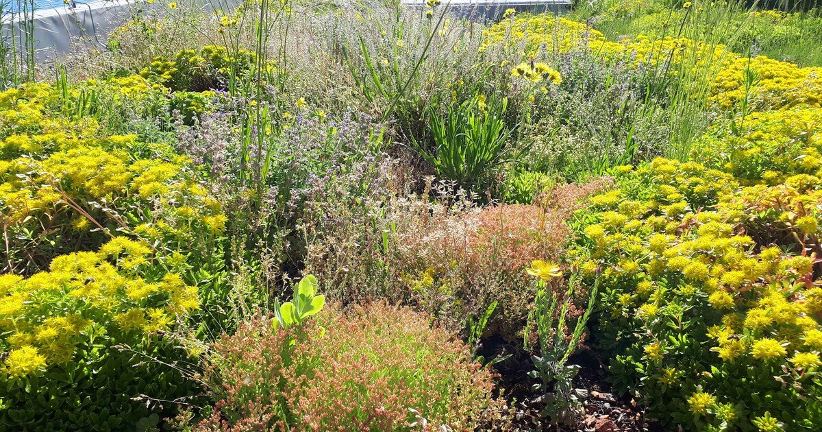 Retention mit Gründächern