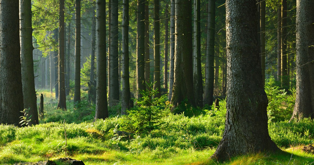 Eine komplexe Beziehung