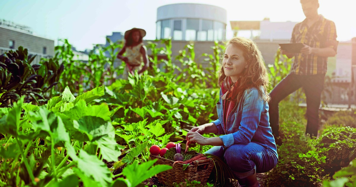 Urban Farming auf dem Dach