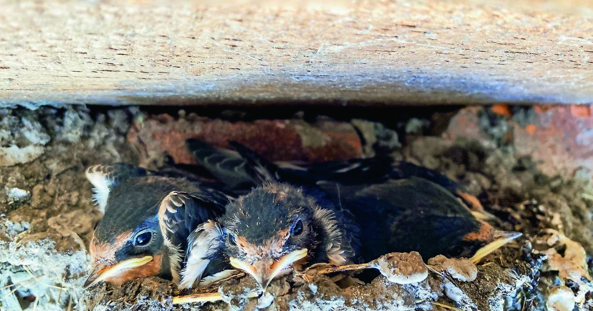 Vogelschutz auf Baustellen