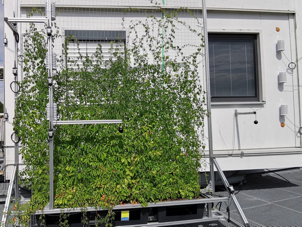 MARGRET – Prüfbox mit begrünter und unbegrünter Gebäudehälfte. Zu sehen ist das Fassadenmodul „Wilder Wein“ mit installierter Sensorik. © Martina Macjen