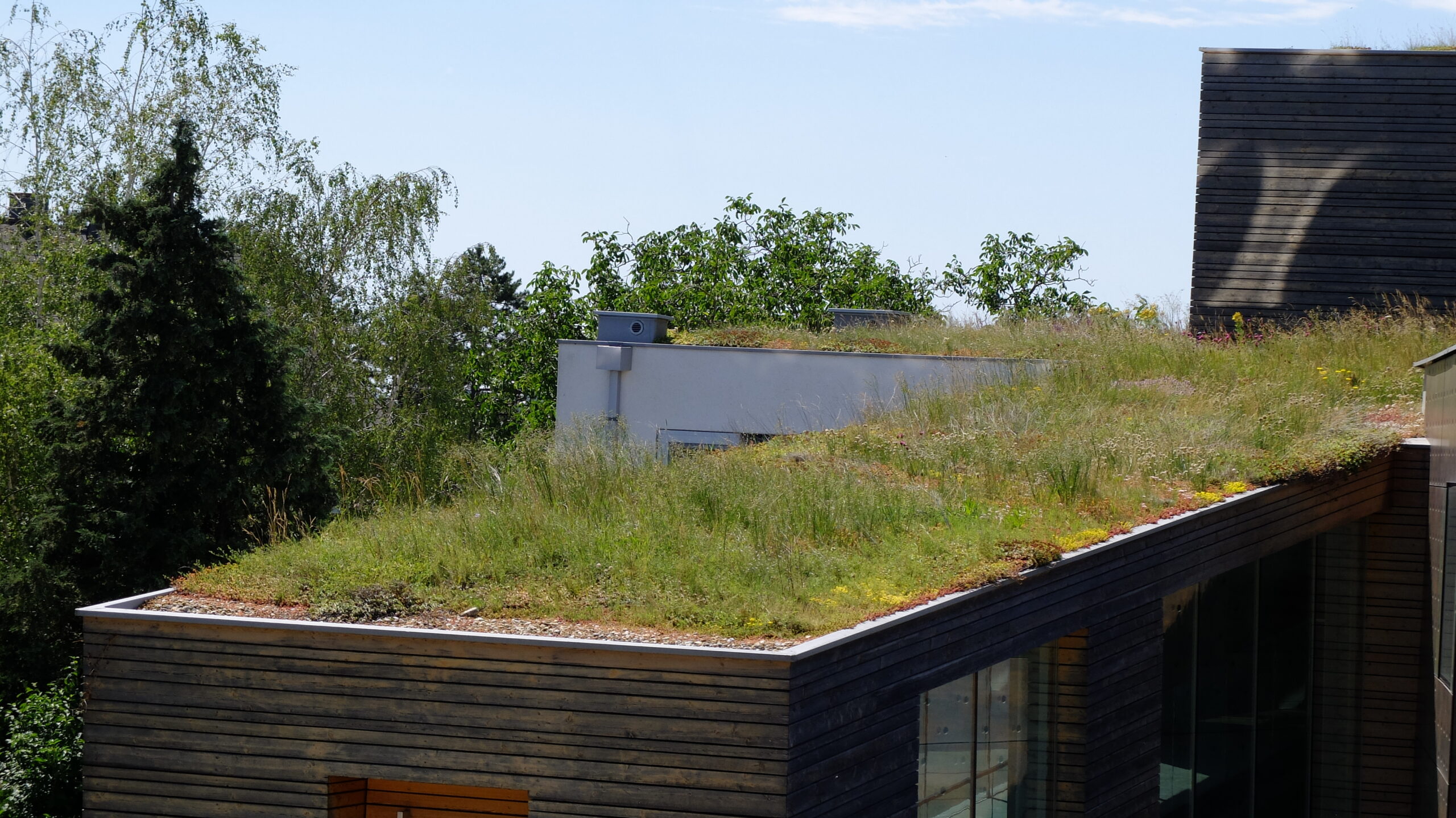 Gründächer in Holzbauweise: Herausforderungen und Lösungen