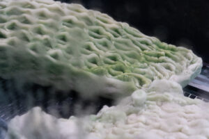 Eine Nahaufnahme von grünen und weißen Picoplanktonstrukturen. ©Valentina Mori