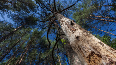 Die heimische Holzwirtschaft steht durch den vermehrten Borkenkäferbefall vor großen Herausforderungen. Im Bild eine abgestorbene Kiefer mit trockenem Stamm, der durch Borkenkäfer beschädigt wurde.