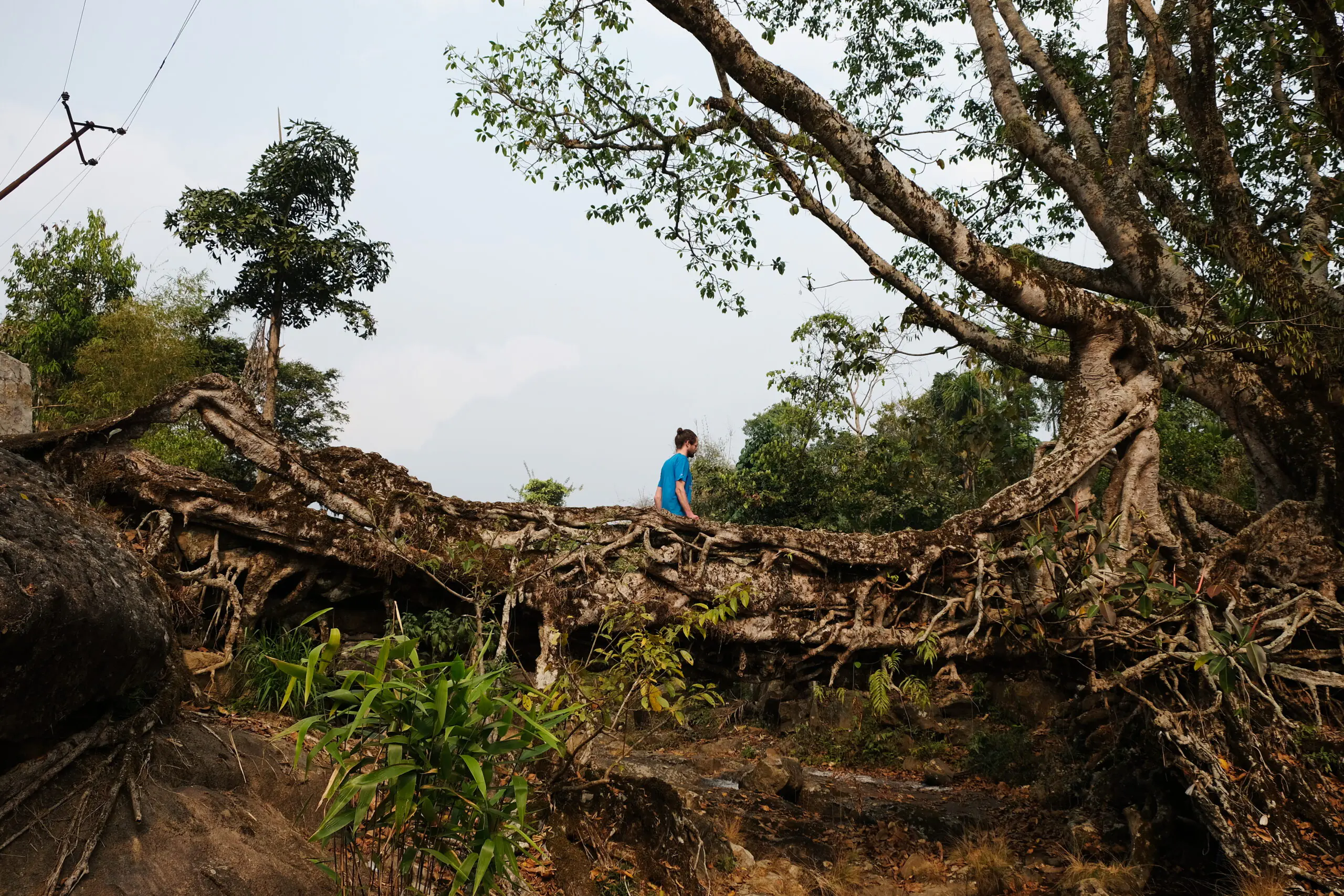 Lebende Brücke der Khasi People, Indien