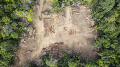 Luftaufnahme eines Holzlagerplatzes im Amazonas-Regenwald: Der Lagerplatz befindet sich auf einer Lichtung, die von dichtem Wald umgeben ist. Die Baumstämme sind in ordentlichen Reihen gestapelt und weisen unterschiedliche Größen und Baumarten auf. EU-Entwaldungsregeln
